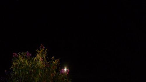 View of illuminated trees at night