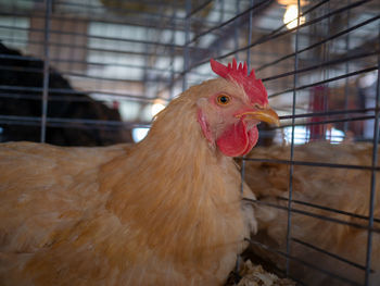 Close-up of rooster