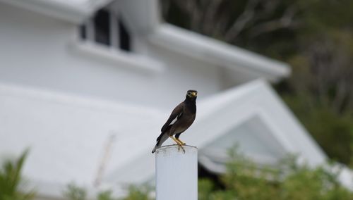 Close-up of bird perching on roof