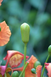 Close-up of tulip buds