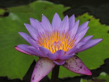 Close-up of purple flower