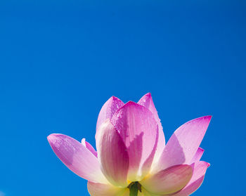 Close-up of pink lotus water against clear blue sky