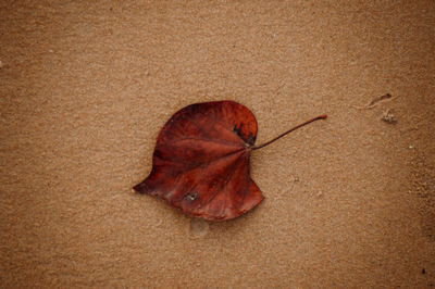 High angle view of dry leaf on sand