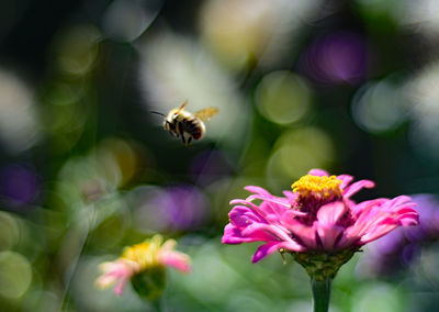 Close-up of bee pollinating on flower