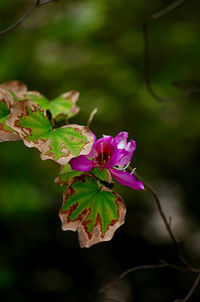 Close-up of pink flowering plant