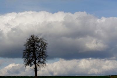 Low angle view of trees against cloudy sky