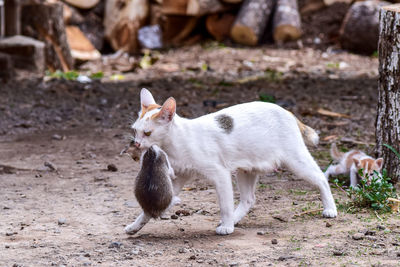 Cat carrying kitten while walking on land