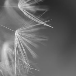 Close-up of dandelion on plant