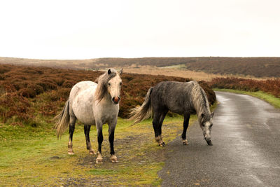 Horses standing on field against clear sky