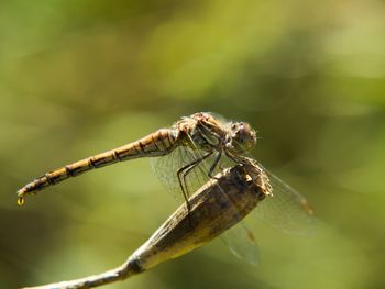 Close-up of dragonfly