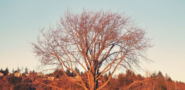 Bare tree against clear sky