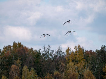 Low angle view of birds flying in sky