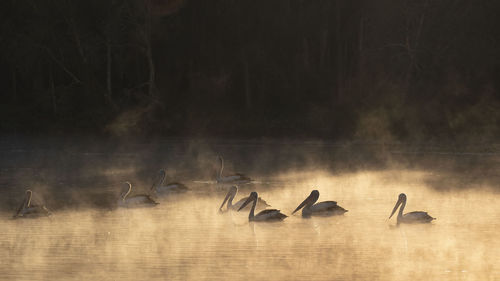 View of swans in water