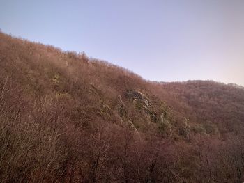 Scenic view of field against clear sky