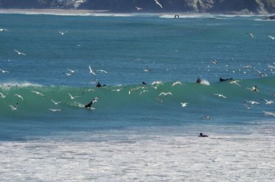 Birds flying over sea against sky