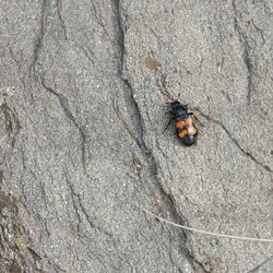 High angle view of lizard on rock