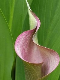 Close-up of day lily