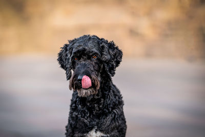 Close-up of a dog looking away