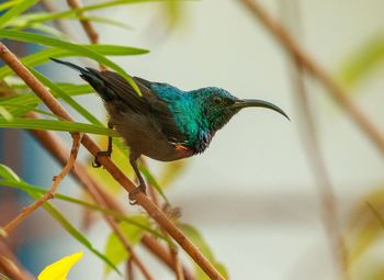 Close-up of bird perching on branch