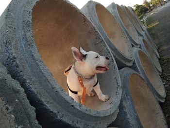 High angle view of dog looking at camera