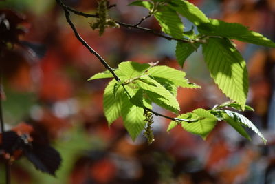 Close-up of fresh green leaves on plant