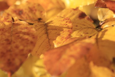 Close-up of dry autumn leaf