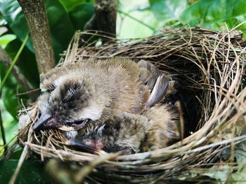 Close-up of birds in nest