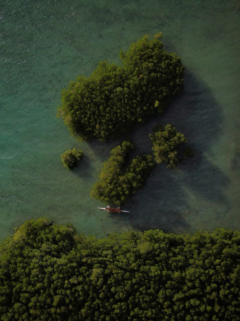 HIGH ANGLE VIEW OF PLANTS GROWING ON LAND