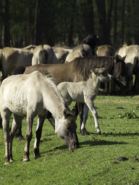 Widl horses in germany