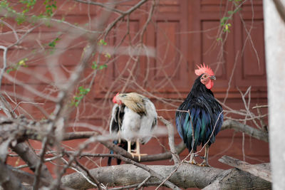 View of birds perching on branch