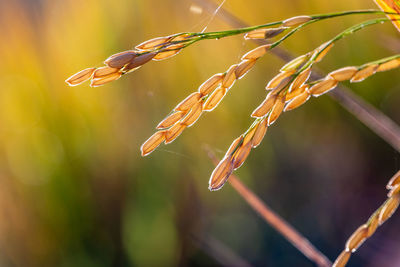 Close-up of crop growing on field