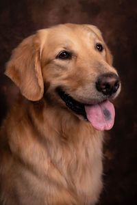 Close-up of dog looking away