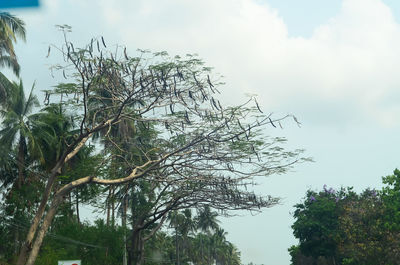 Low angle view of tree against sky