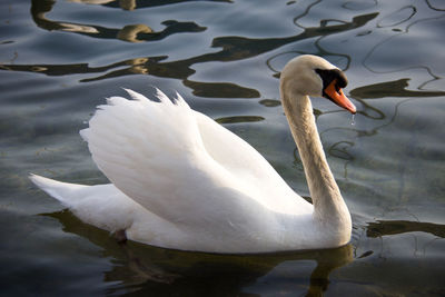 Swan swimming in lake