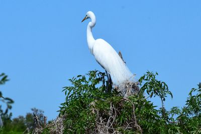 Low angle view of bird perching on tree against clear sky