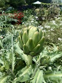 Close-up of succulent plant on field