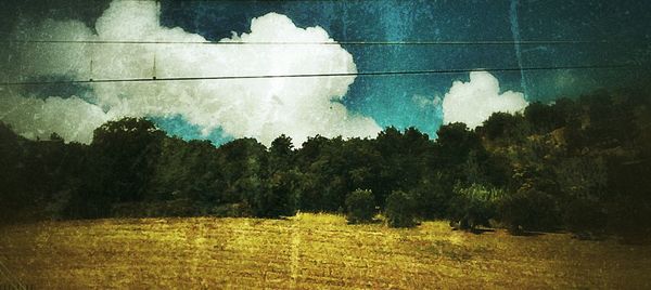 Trees on field against cloudy sky