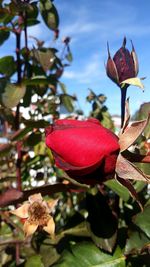 Close-up of strawberry growing on tree against sky