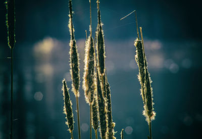 Close-up of plants against sky