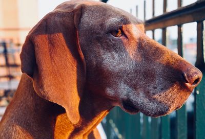 Close-up of dog looking away vizsla hungarian vizsla portrait dog portrait old dog