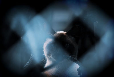 Close-up of cat hiding in the shadows