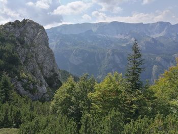 Scenic view of pine trees and mountains against sky