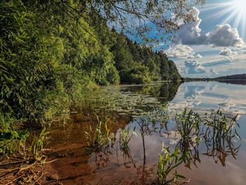 Scenic view of lake in forest against sky