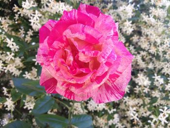 Close-up of pink flower blooming outdoors