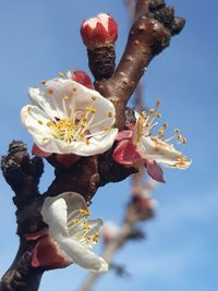 Close-up of rose flower against sky