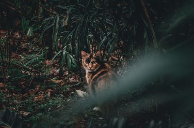 Portrait of cat on field