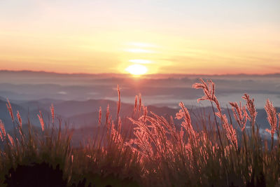 Scenic view of field against sky during sunset