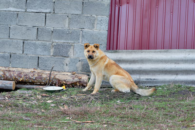 Big red and stray dog outside the city eating from a bowl on the street. feeding homeless animals