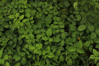 Full frame shot of raindrops on leaves
