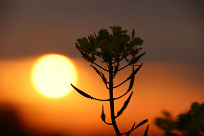 Close-up of silhouette tree against sky during sunset